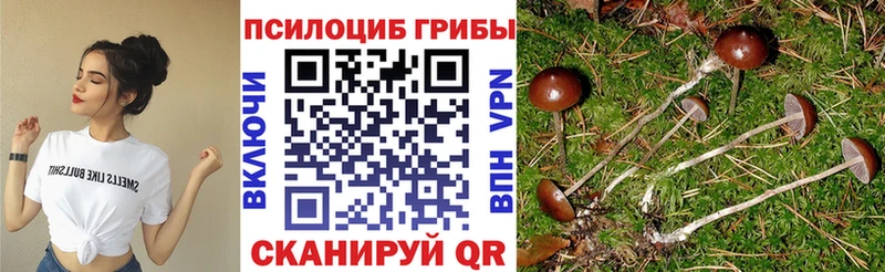 Псилоцибиновые грибы Cubensis  Медынь 
